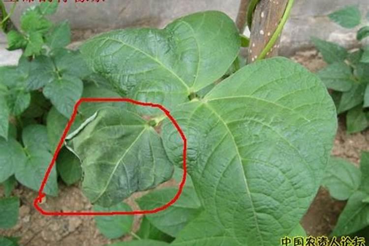 ,老师芸豆脚叶黄是什么原因？