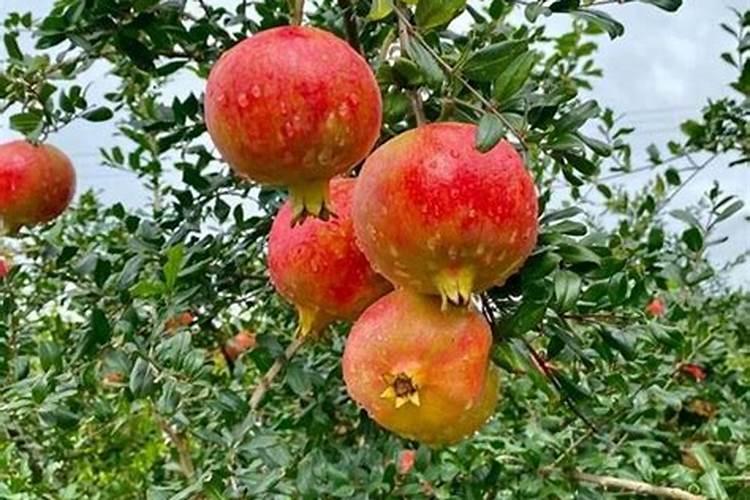 石榴施肥的最佳时间 石榴树什么时间施肥合适