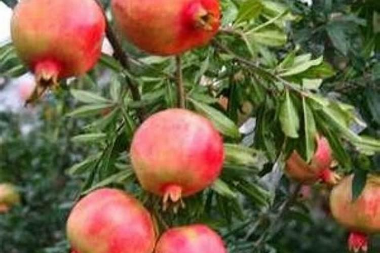 种植石榴怎样合理施肥