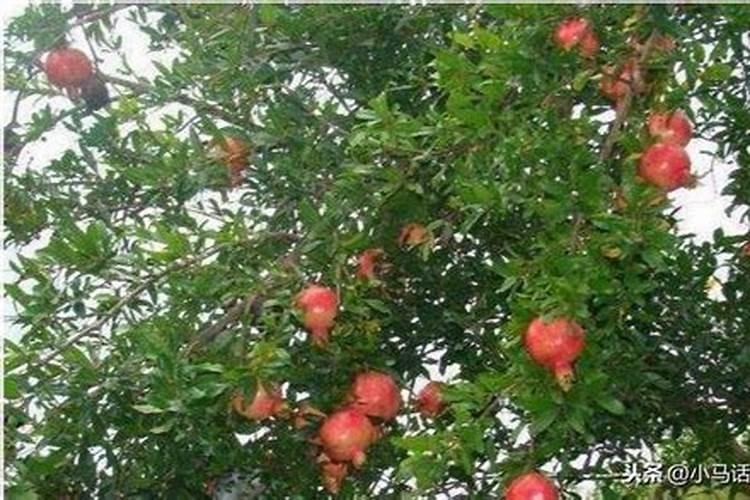 石榴树什么时候施肥