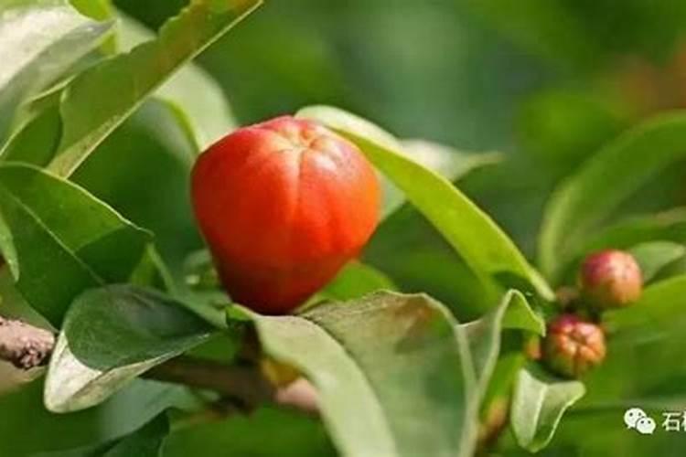 石榴树如何施肥