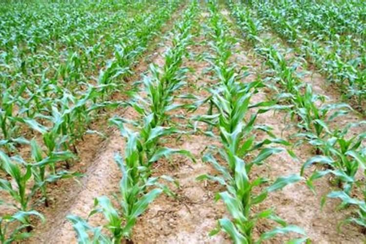 甜玉米如何施肥,要特添加什么肥料吗？【科学施肥】