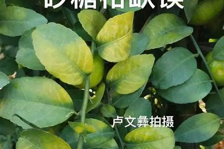 柑橘果面发黑缺硼