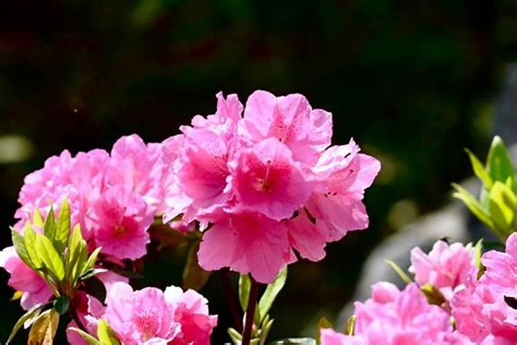 黄腐酸钾和腐殖酸钠有什么区别,都有什么作用呢？