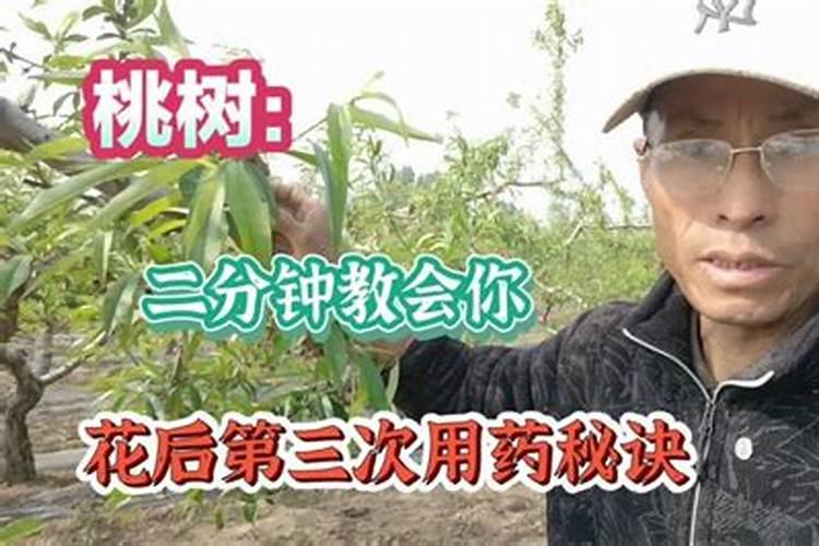 7月份桃树摘完桃还用打药吗