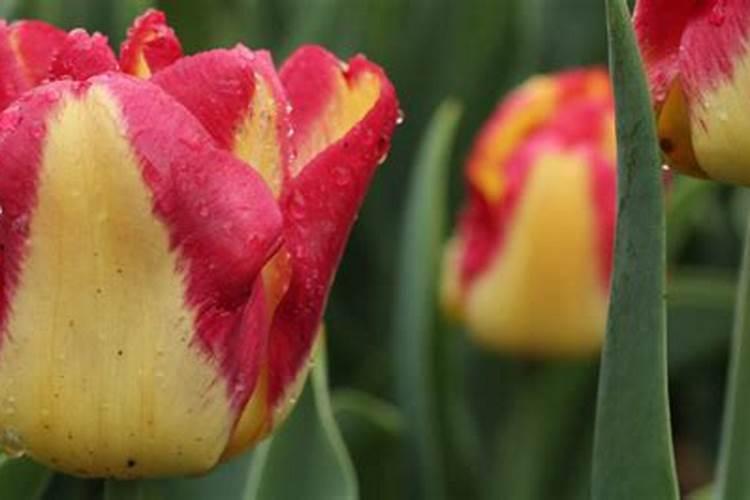 郁金香如何浇水施肥花卉百科