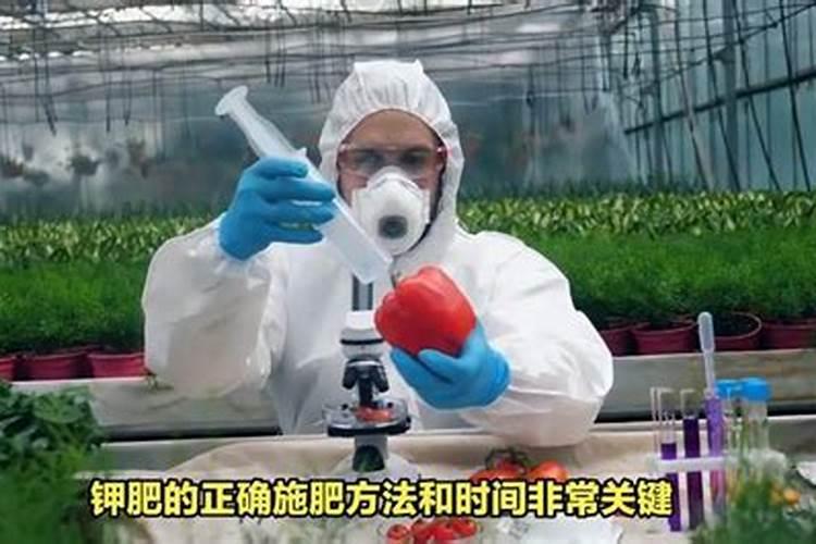 大豆出苗七天打磷钾肥最简单三个步骤