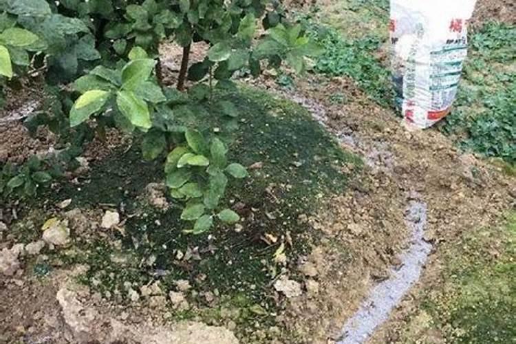 磷酸二氢钾加尿素的使用方法