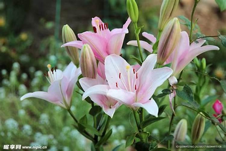 棉花要怎么施肥呢？