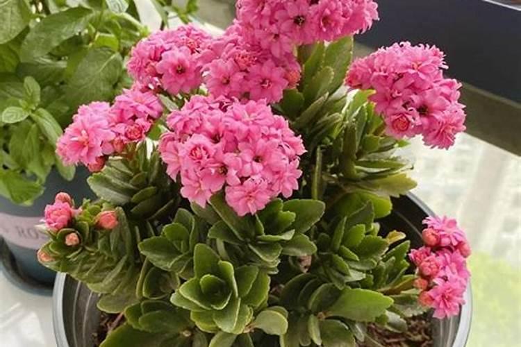 养花专用肥料哪个牌子好、给花施肥用什么肥料