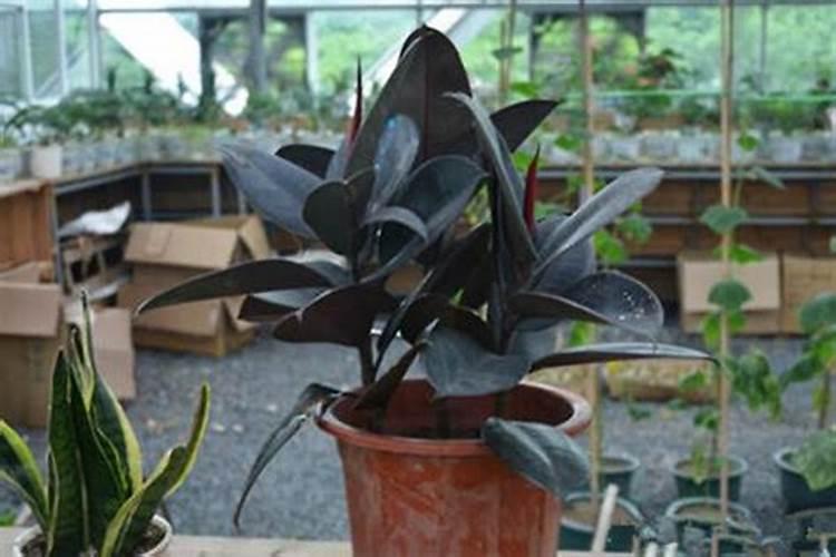 桂花树枝叶少用什么叶面肥能让枝叶茂盛