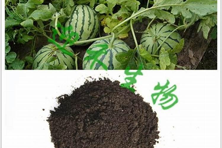 西瓜结果期专用肥是什么肥料？西瓜膨大期上什么肥料好？