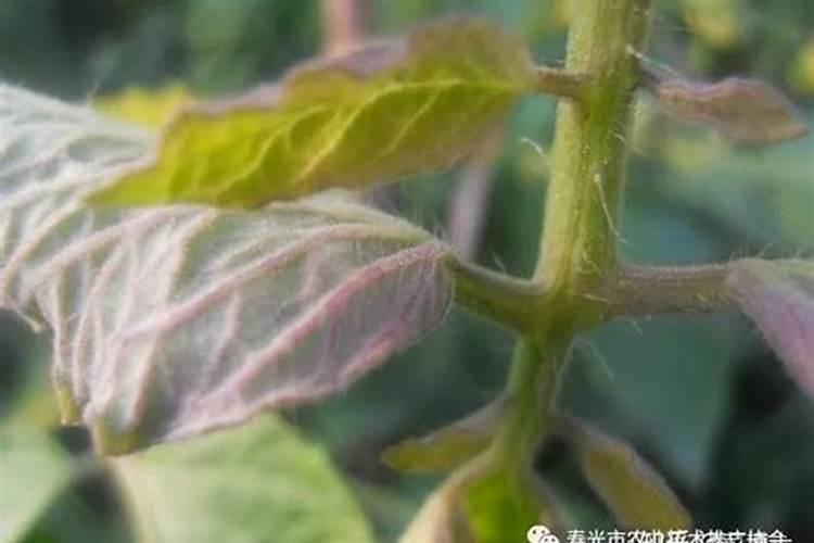 土壤磷含量超标 西红柿为何还缺磷