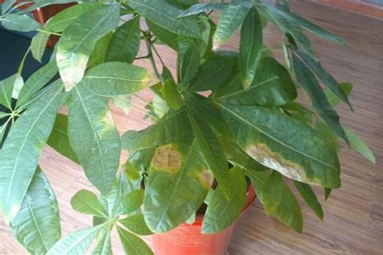 怎么知道叶面肥的真假呢