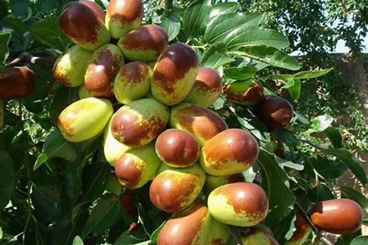 金桔开花了能施肥吗