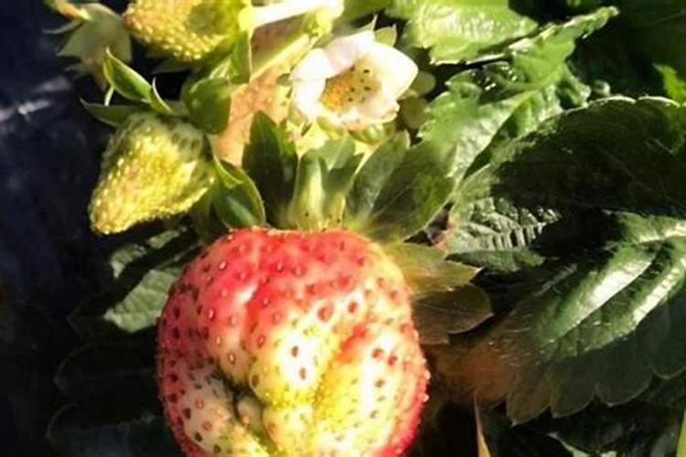 新疆番茄有什么优势