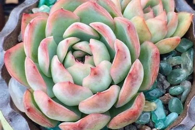 苹果几月份打硼好