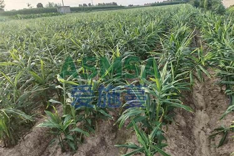 青梗菜种植时间和方法 栽种时间与种植技术