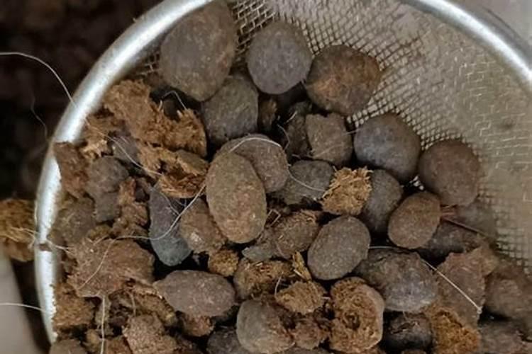 草莓的盆栽方法