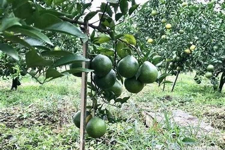 核桃树用什么肥料最好