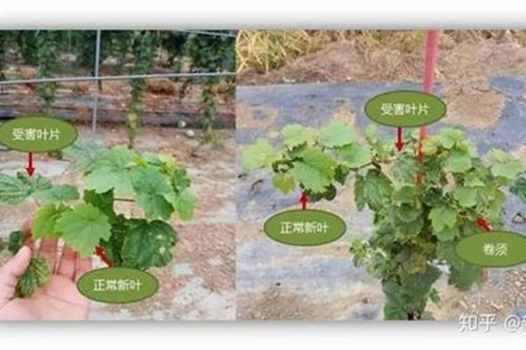 药害几天可以恢复