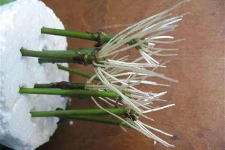 月季花用什么肥料最佳？