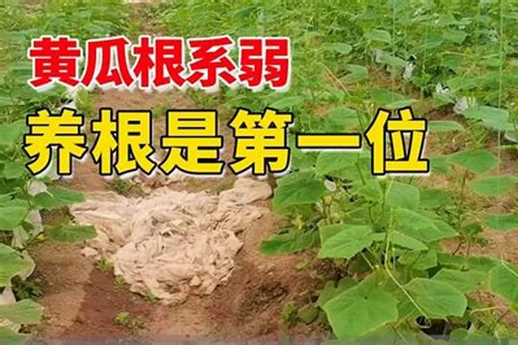 黄瓜生根最好的肥料黄瓜生根最好的肥料介绍