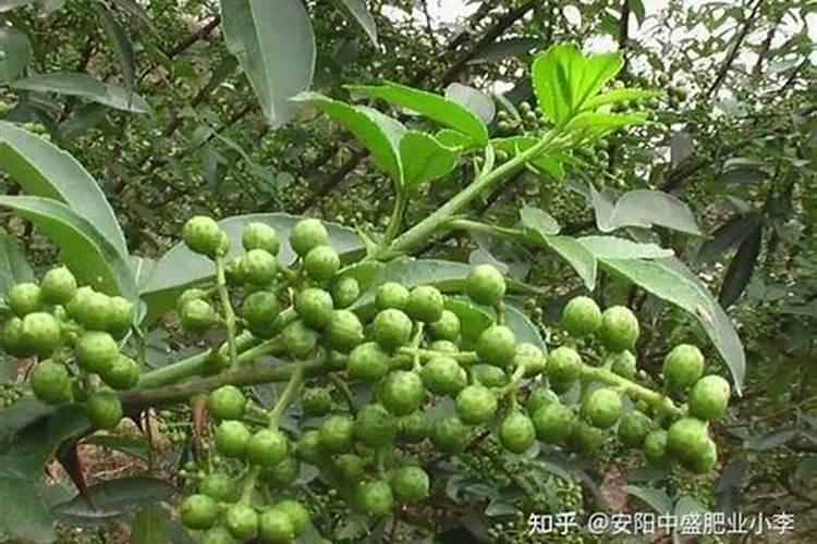 下雨能给花椒树上肥料吗