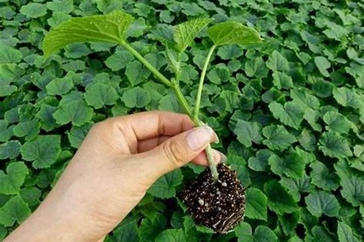 黄瓜描什么肥料使秧子叶又黑又壮