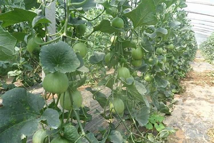 种植又香又甜的甜瓜施肥技巧