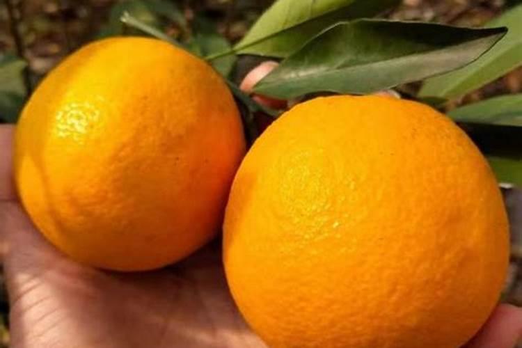 脐橙开花后怎么养 脐橙开花后如何养