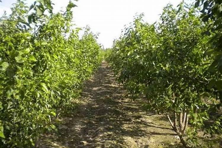 冬枣如何施肥才能高产