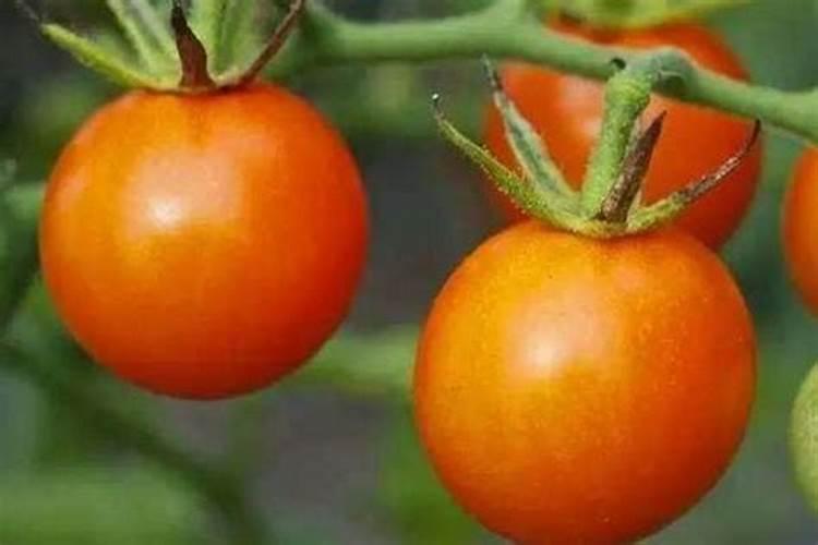 西红柿什么时候浇钙肥