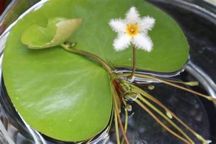 水培植物都有什么