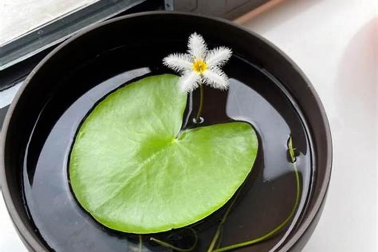 一叶莲为什么只长叶子不开花