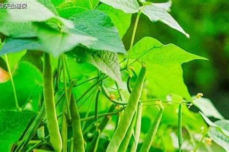 花生喷施硼肥最佳时间 使用注意事项有哪些