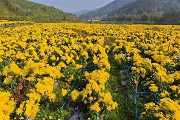 菊花施什么肥料长得好 施肥注意事项有哪些