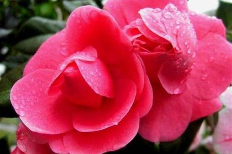 用了硅肥果子会返青吗