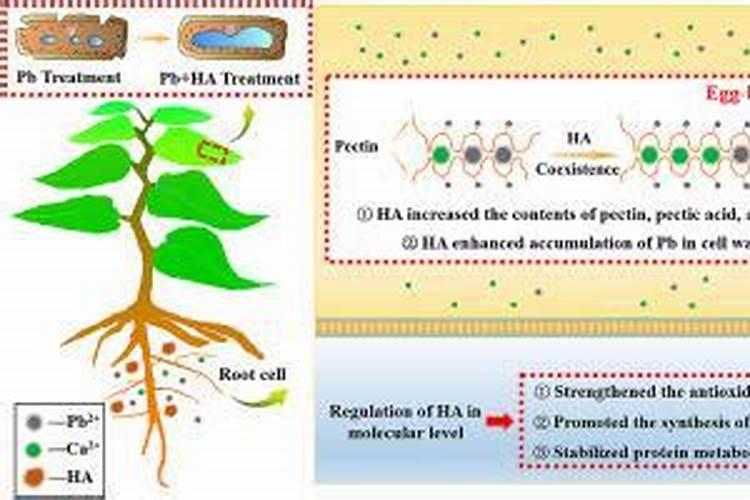 请教各位同学,腐植酸如果用量过大对土壤的负面影响吗？