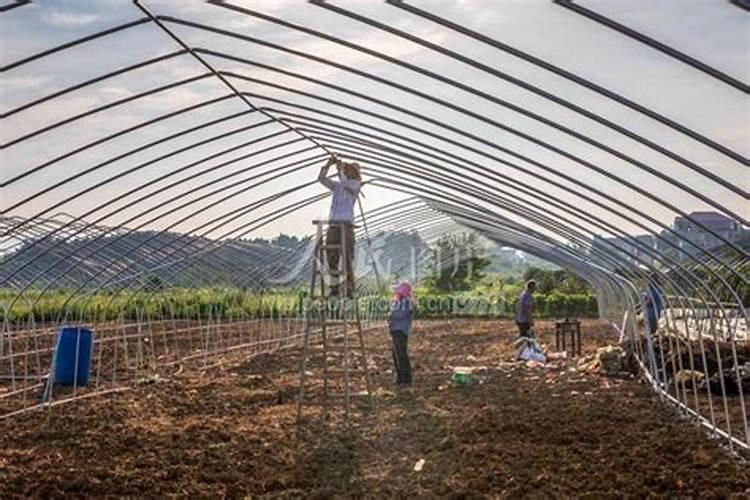 百香果种植致富简易大棚搭建方法