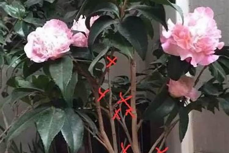 茶花开花过后施什么肥(茶花花期后怎样施肥开花多)