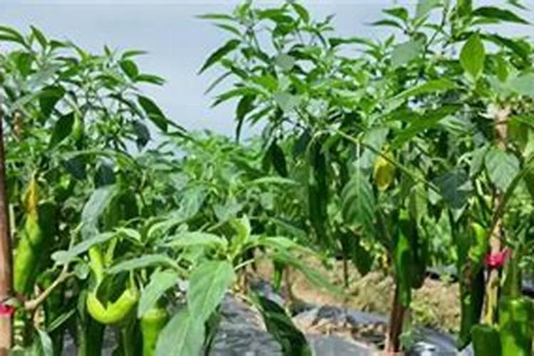 辣椒不能施什么肥料？施了这些肥料会产生什么后果？