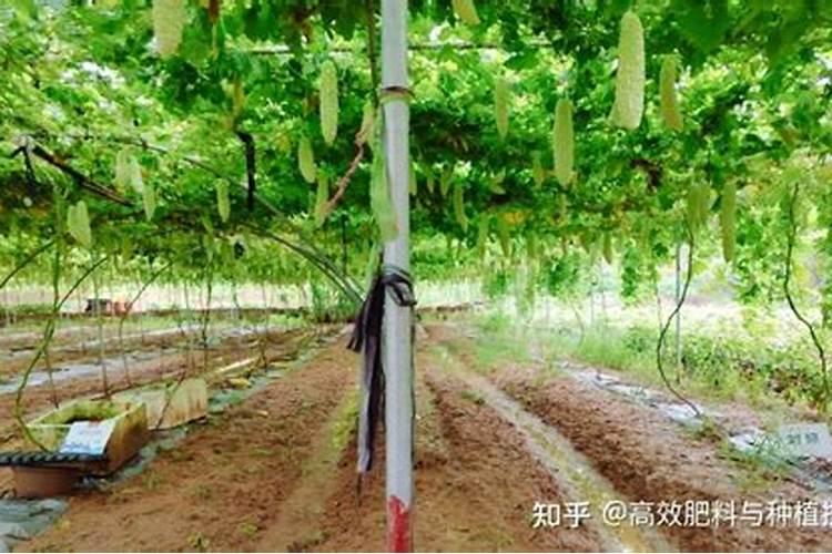 天堂鸟养殖方法与技巧