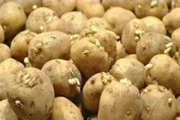 发芽的土豆能不能做花肥？