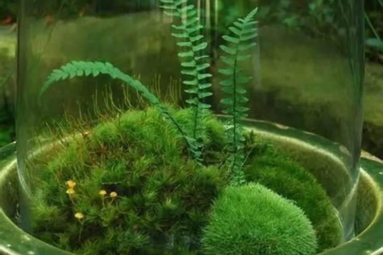 芸苔素可以控旺吗