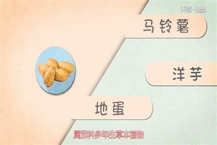 豇豆种子一定要把种子泡发芽才能种吗