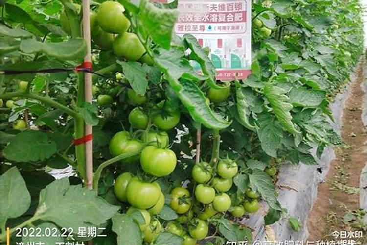 硝酸钾与熟石灰反应方程式