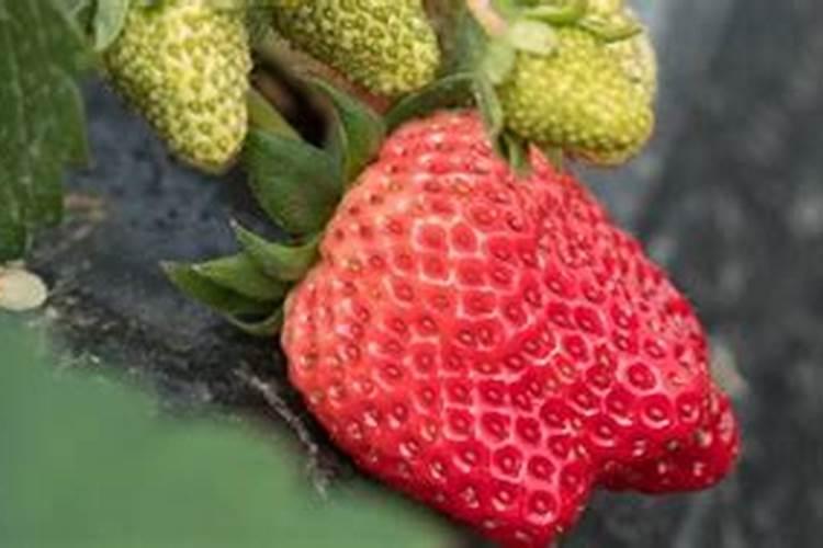 草莓多久施肥一次