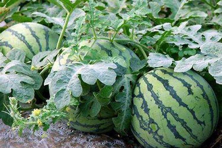 豇豆种植容易吗？在苗期如何进行管理呢？