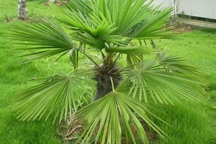 棕榈树怎么种植？棕榈的种植管理注意事项